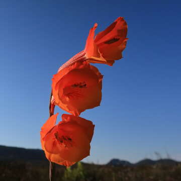 Image of Watsonia humilis Mill.