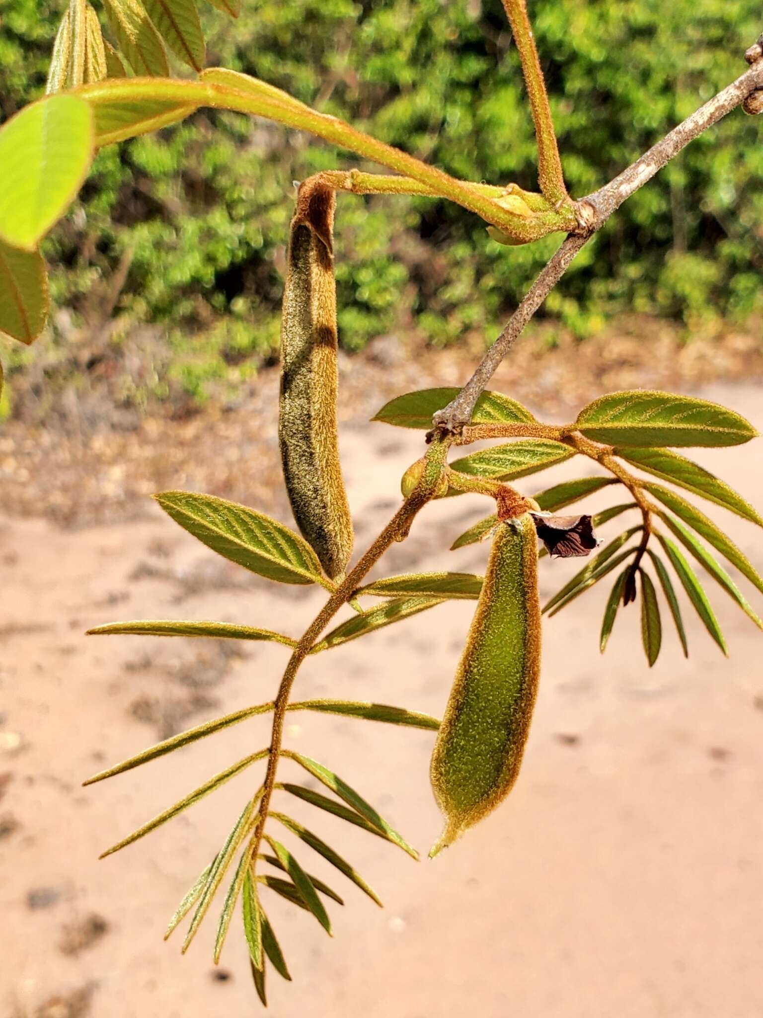 Слика од Millettia aurea (R. Vig.) Du Puy & Labat