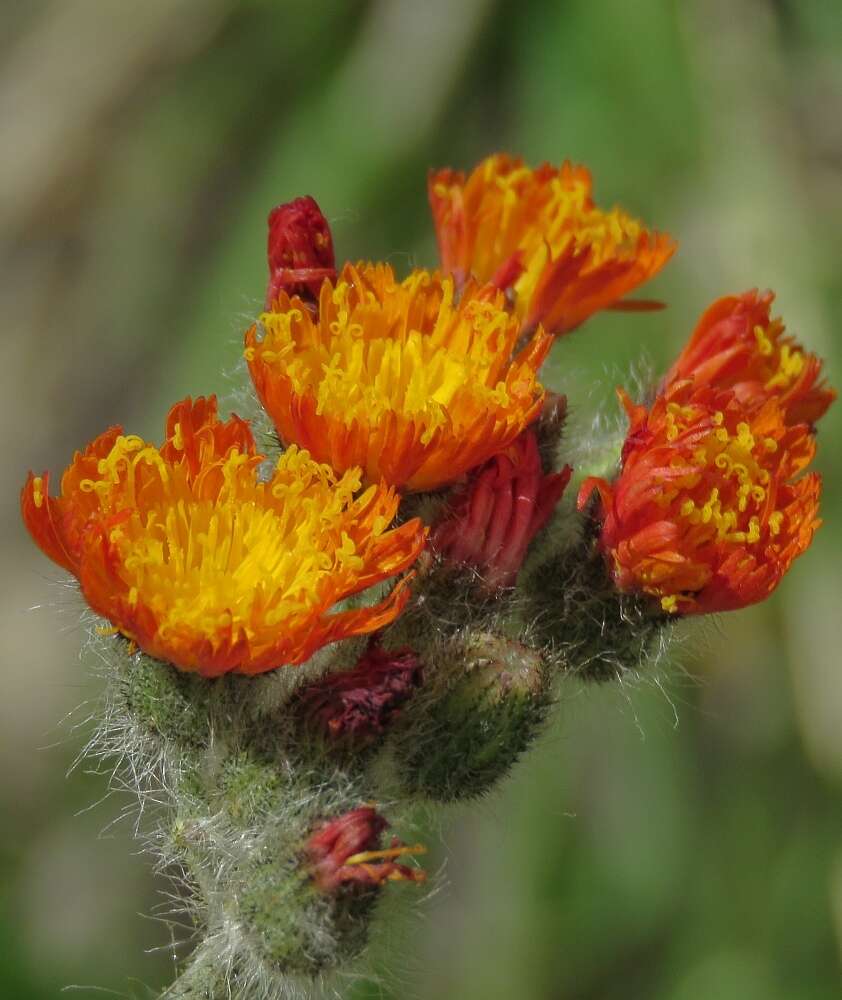 Image of Pilosella guthnikiana (Hegetschw.) Soják