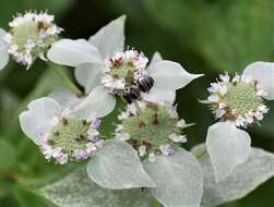 Image of Petulant Leaf-cutter Bee