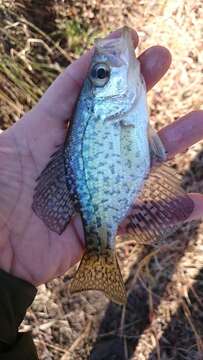 Image of Black Crappie