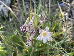 Image de Olsynium biflorum (Thunb.) Goldblatt