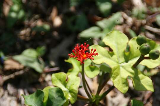 Imagem de Jatropha podagrica Hook.