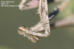 Image of Statilia maculata Thunberg 1784