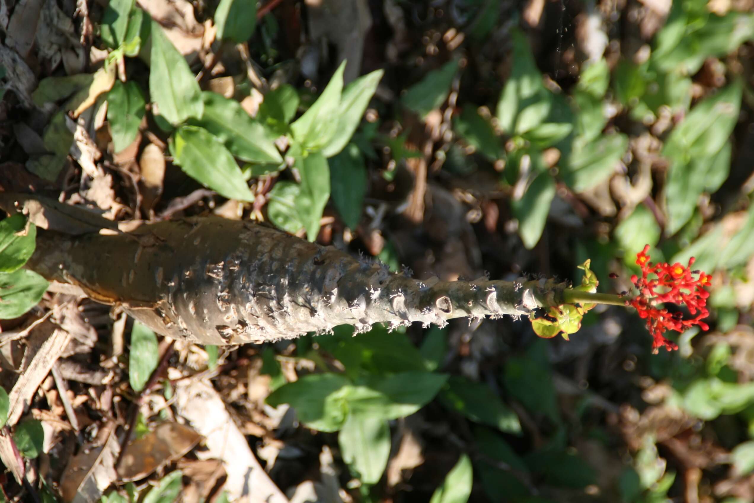 Image of goutystalk nettlespurge