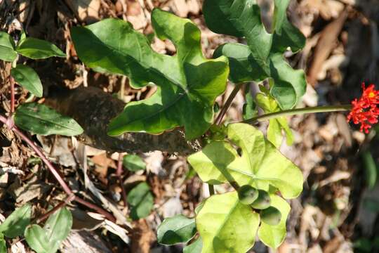 Image of goutystalk nettlespurge