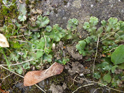 Image of Marchantia polymorpha subsp. ruderalis Bischl. & Boissel.-Dub.