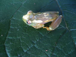 Image of Spiny-throated Reed Frog