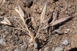 Image of oat brome