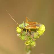 Image of Potato Bug