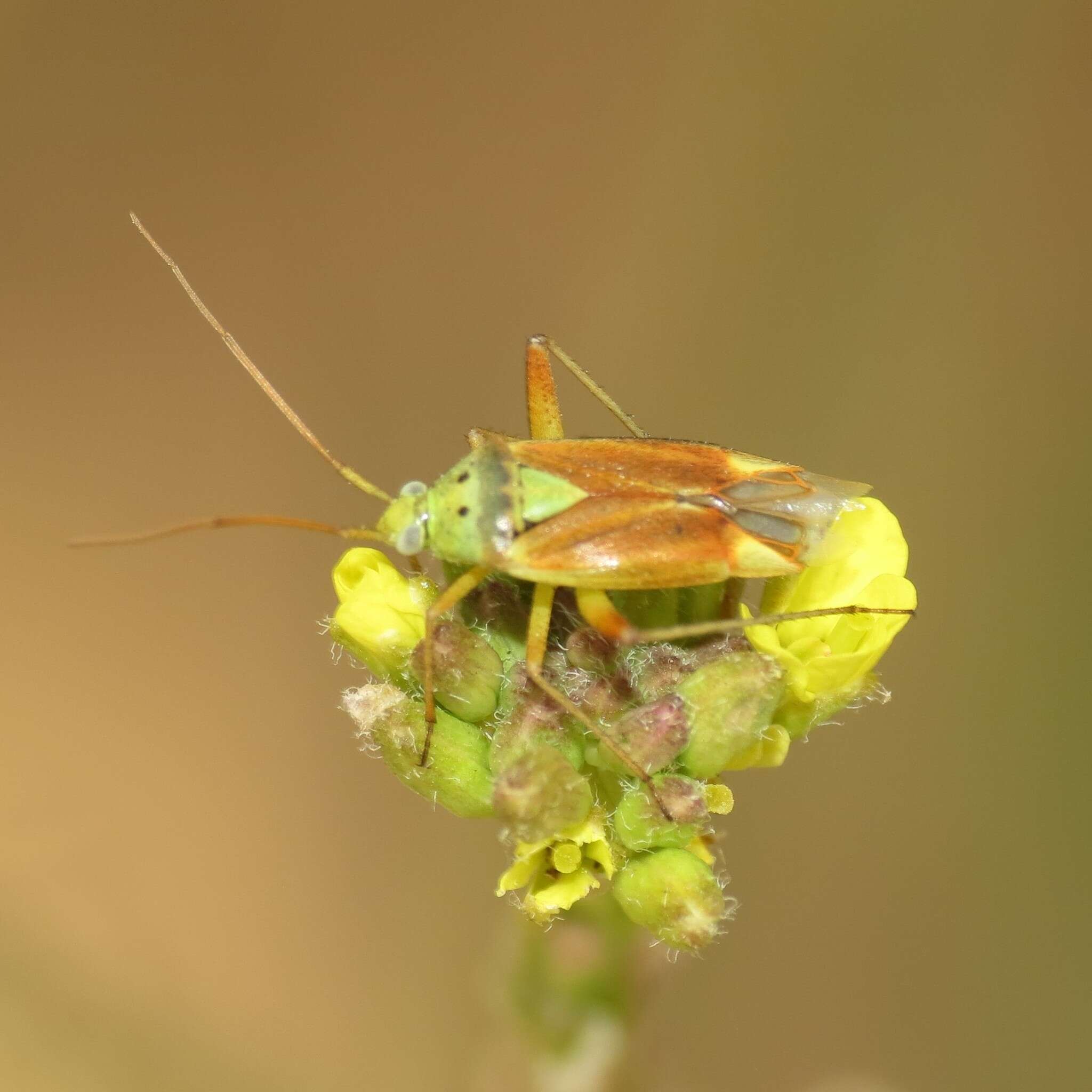 Image of Potato Bug