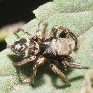 Image of Habronattus mexicanus (Peckham & Peckham 1896)