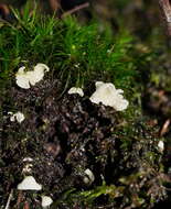 Image de Rimbachia bryophila (Pers.) Redhead 1984