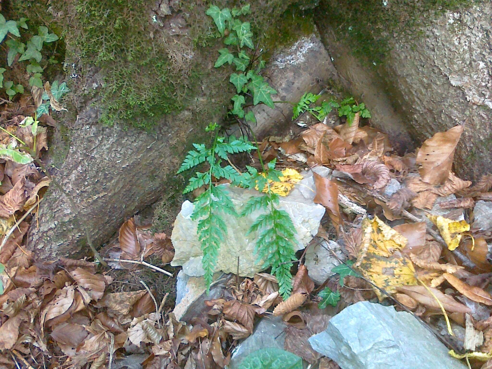 Imagem de Asplenium adiantum-nigrum subsp. adiantum-nigrum