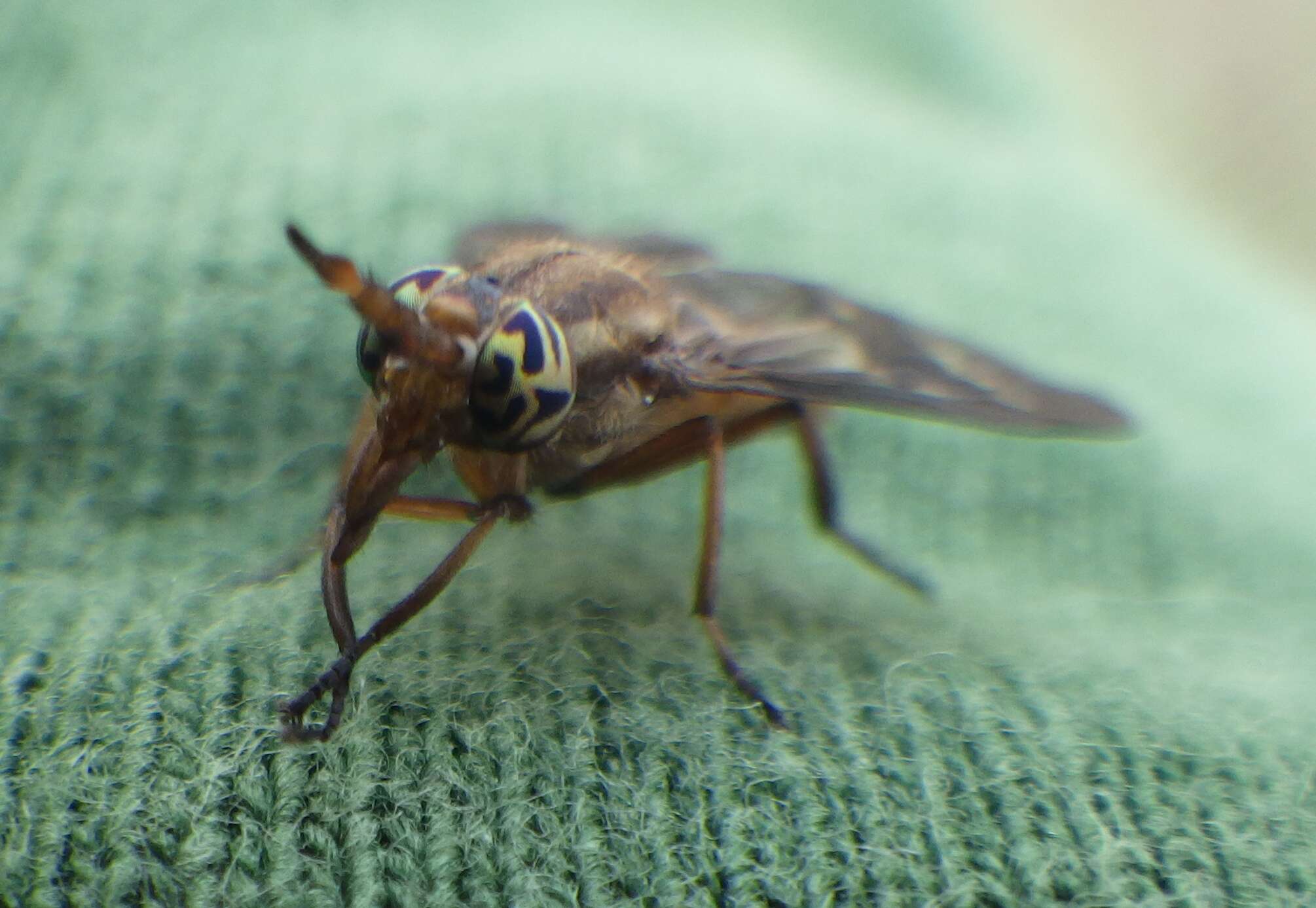 Image of Chrysops brunneus Hine 1903