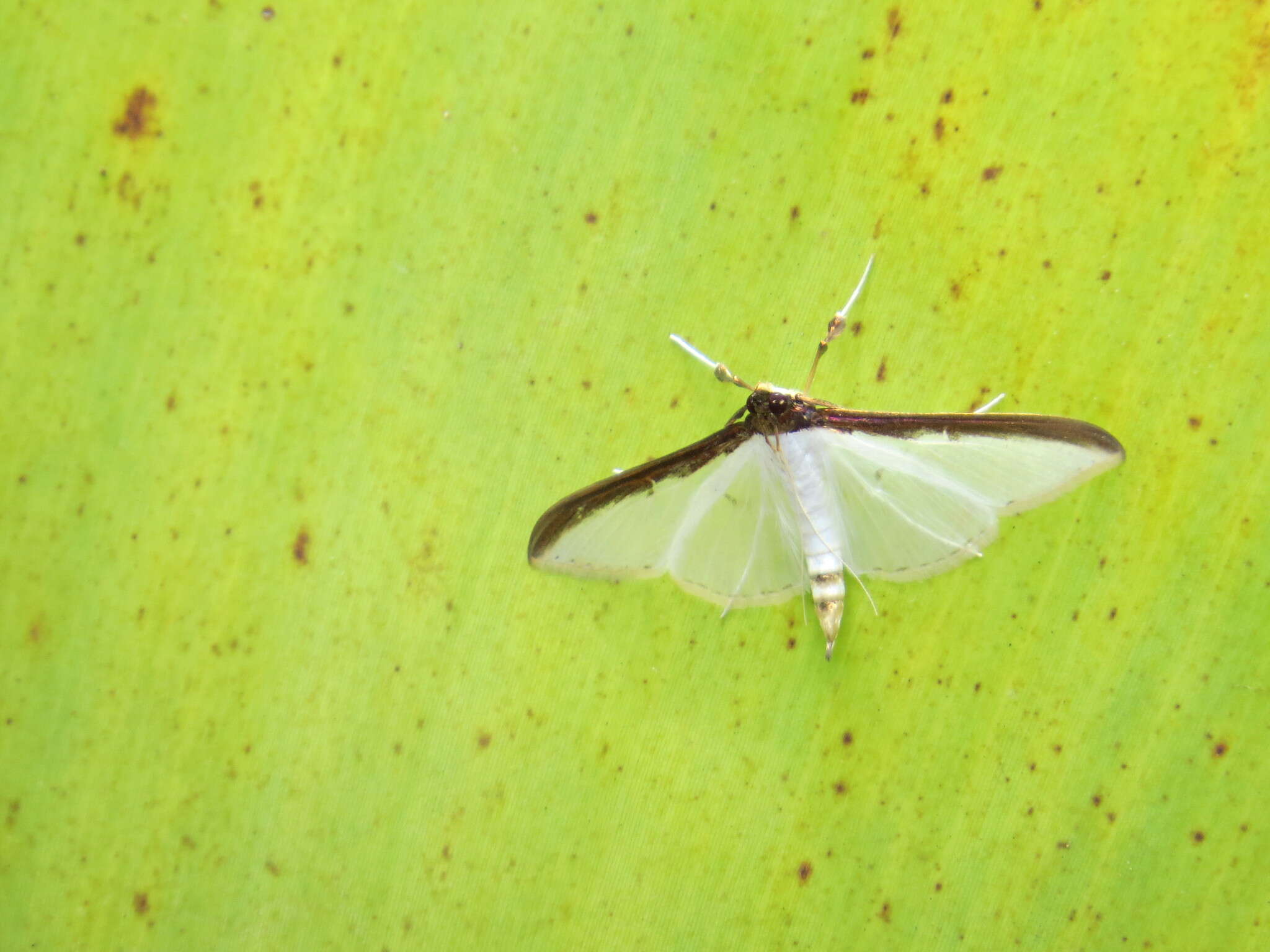 Cydalima laticostalis Guenée 1854 resmi