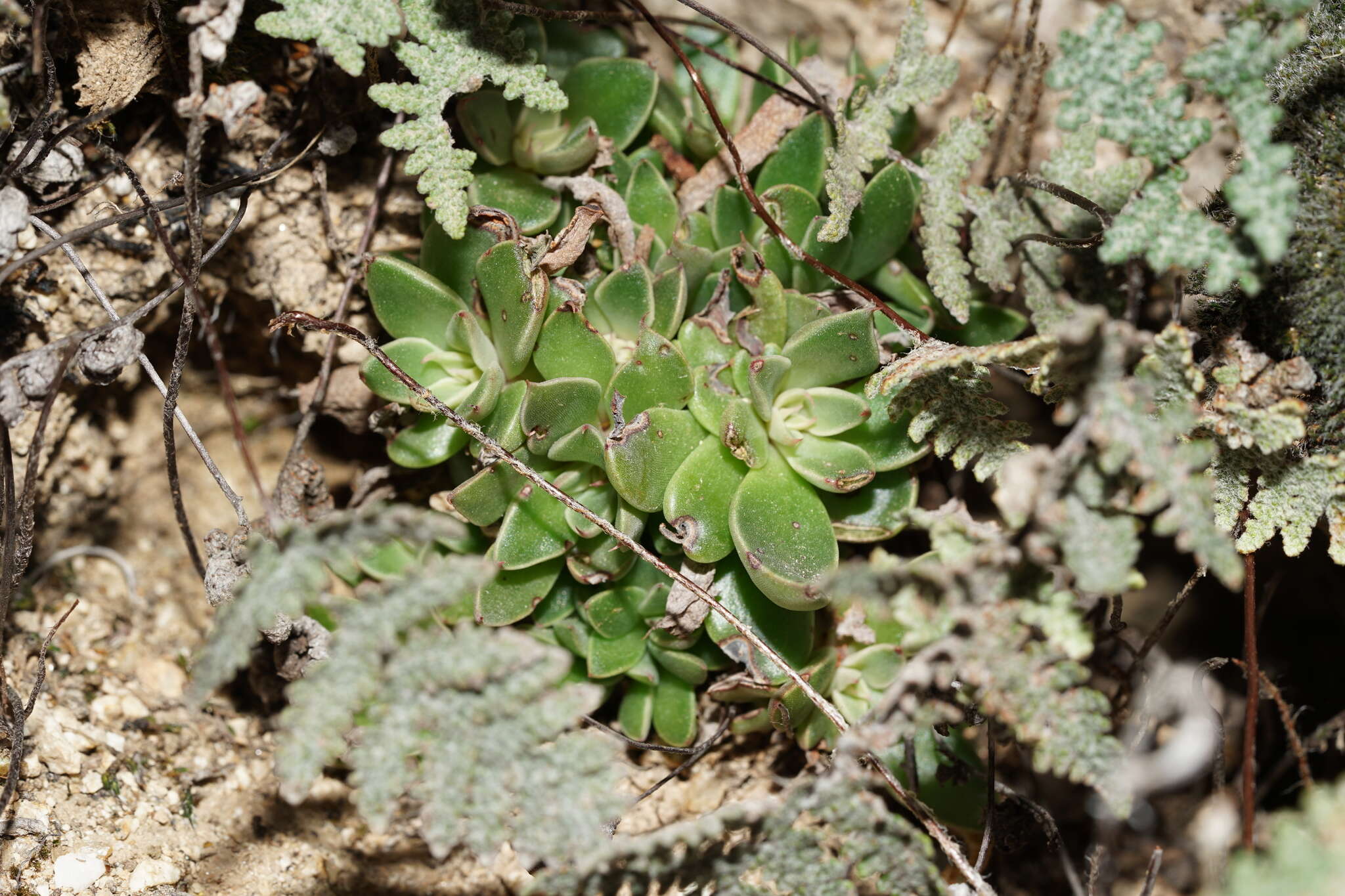 Image of San Francisco River leatherpetal