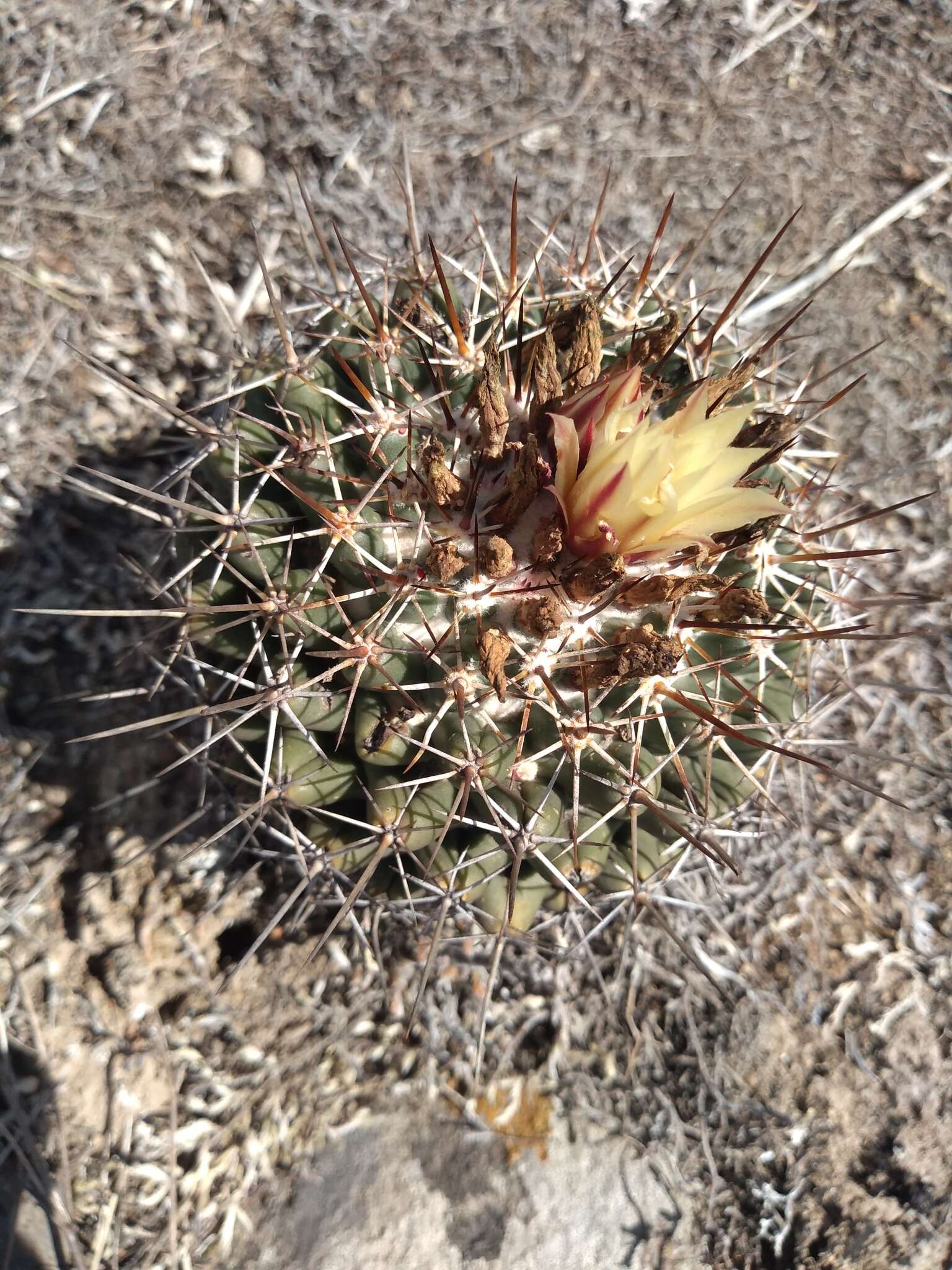 Image of Coryphantha clavata (Scheidw.) Backeb.