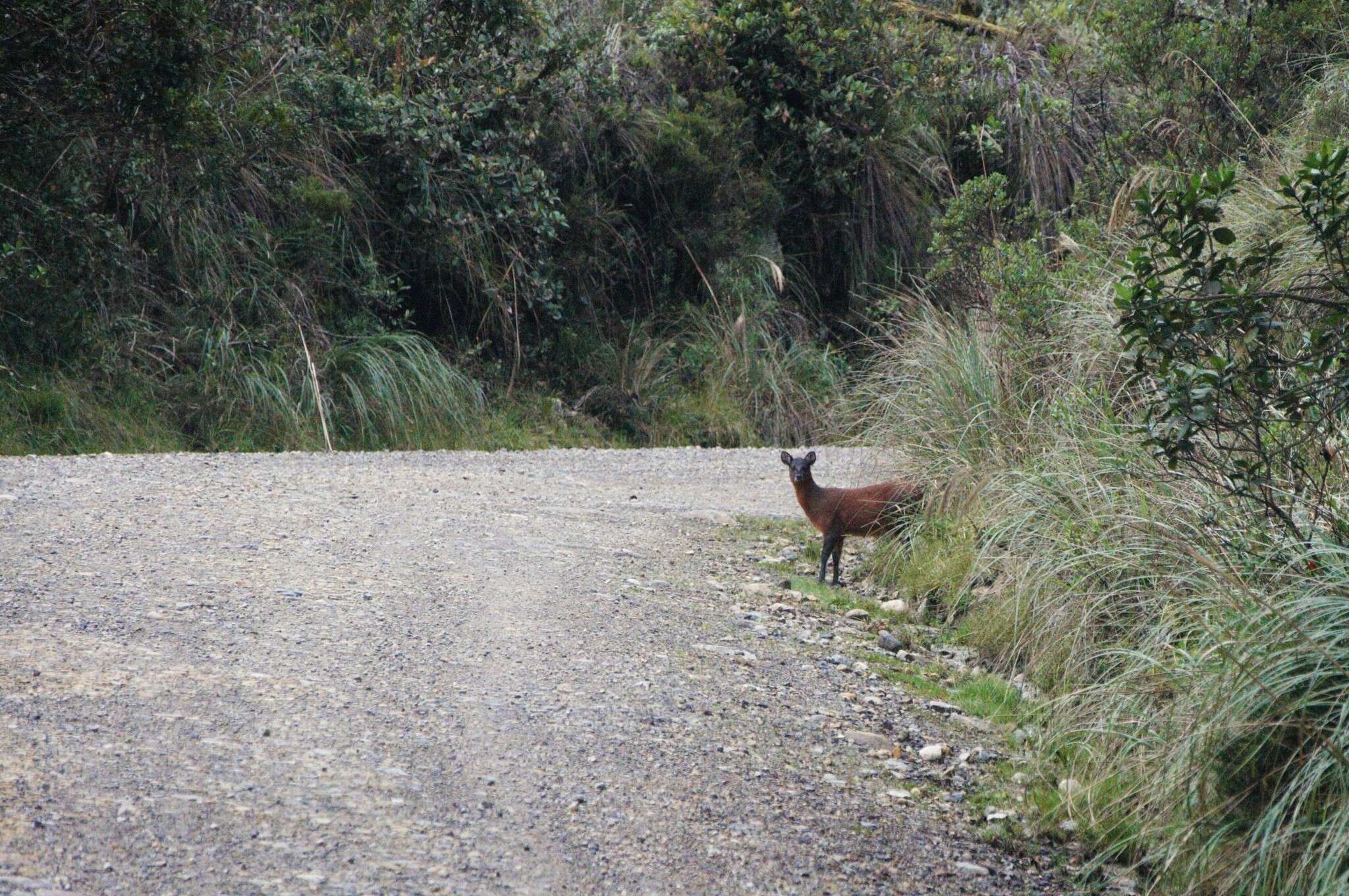 Image of Dwarf Red Brocket