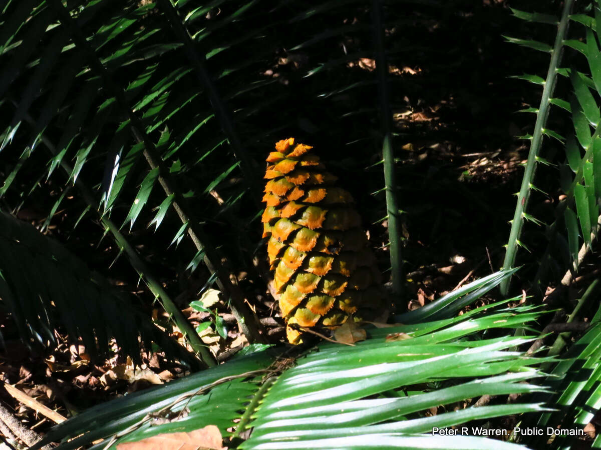 Image of Ground Cycad