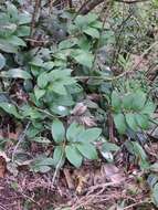 Imagem de Ruscus streptophyllus Yeo