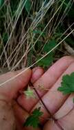 Image of Australasian geranium