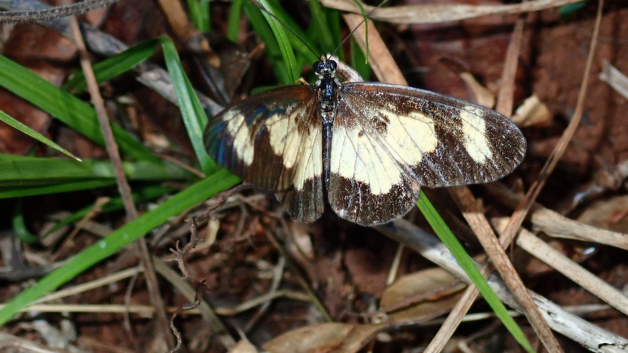 Image of Acraea cabira Hopffer 1855