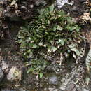 Image of Stelis nigriflora (L. O. Williams) Pridgeon & M. W. Chase