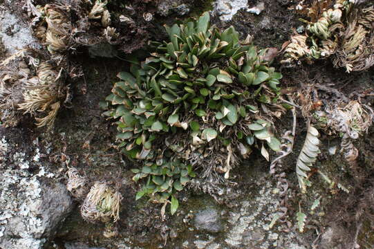 Image de Stelis nigriflora (L. O. Williams) Pridgeon & M. W. Chase