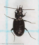 Image of Bembidion (Plataphus) breve (Motschulsky 1845)