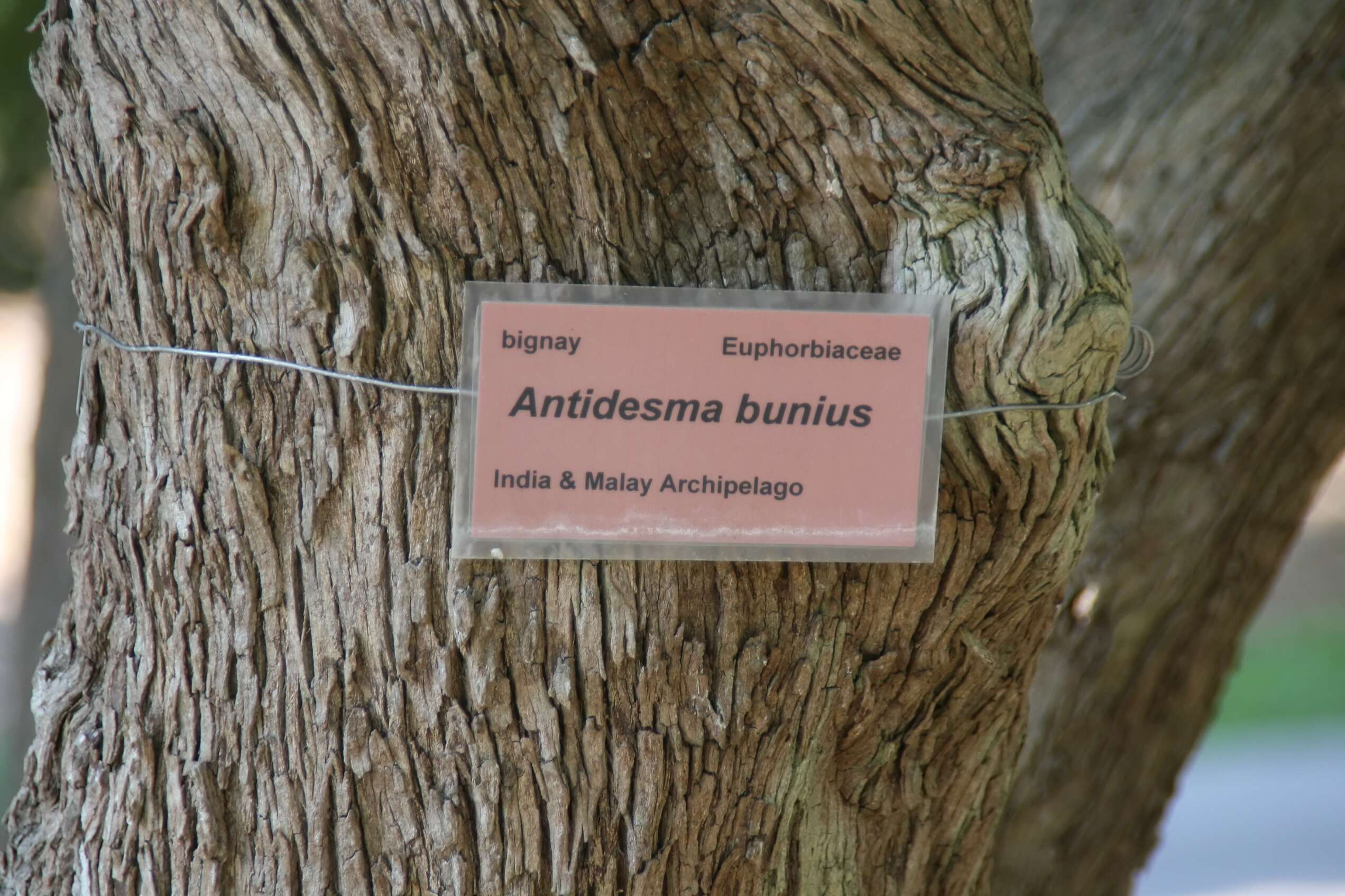 Слика од Antidesma bunius (L.) Spreng.