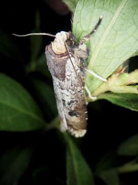 Image of Xylena formosa Butler 1878