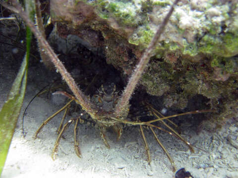 Image of Caribbean Spiny Lobster