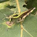 Heteracris coerulipes (Sjöstedt 1910)的圖片