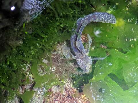 Image of Sculptured goby