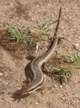 Imagem de Trachylepis planifrons (Peters 1878)