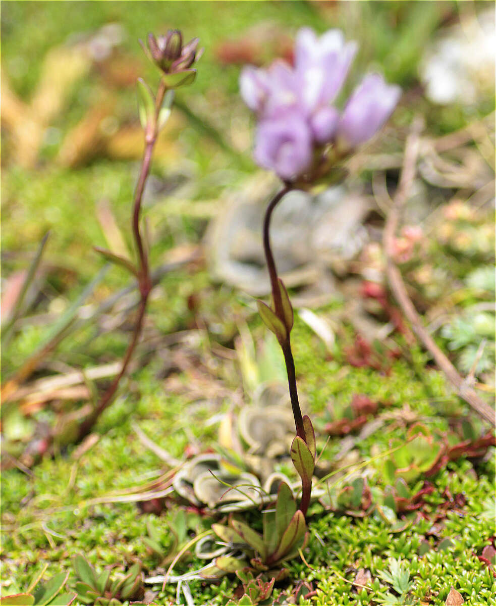 Image of Gentianella corymbosa (Kunth) Weaver & Rudenberg