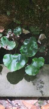 Image of lotus-leaved maidenhair fern