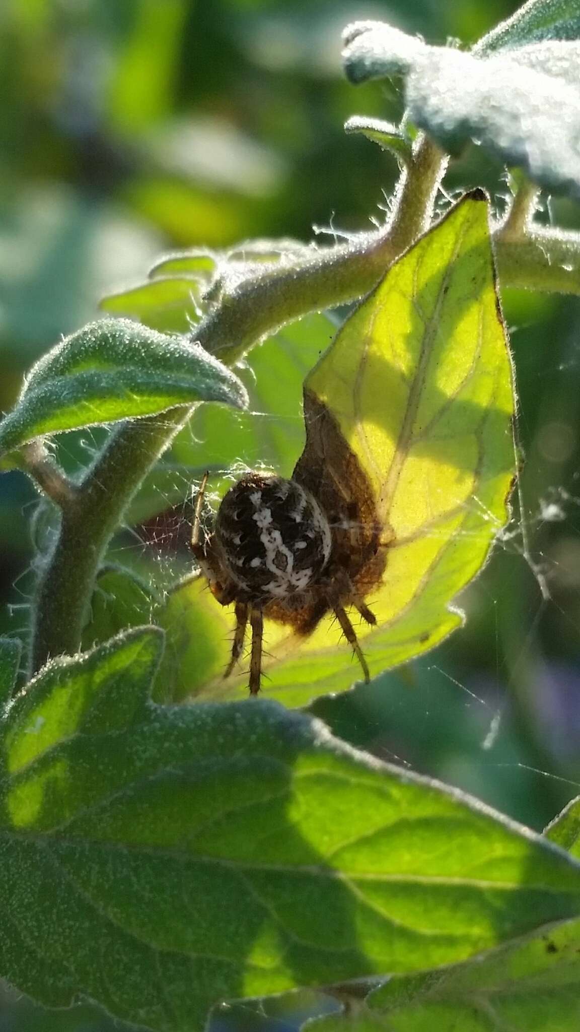 Image of Arabesque Orbweaver