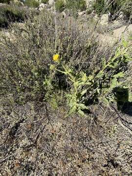 Image de Geraea viscida (A. Gray) Blake