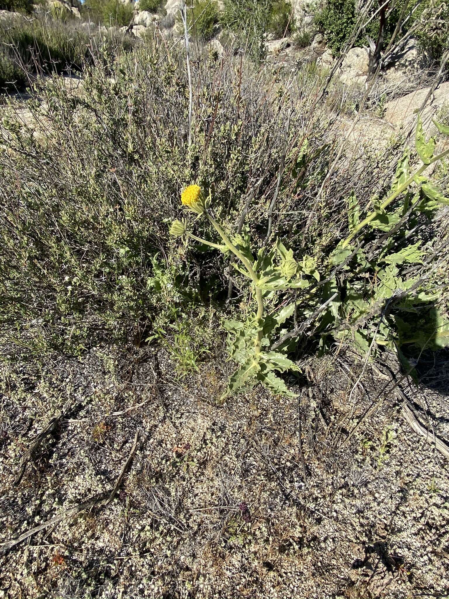 Plancia ëd Geraea viscida (A. Gray) Blake