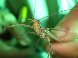 Image of Midwestern Salmonfly