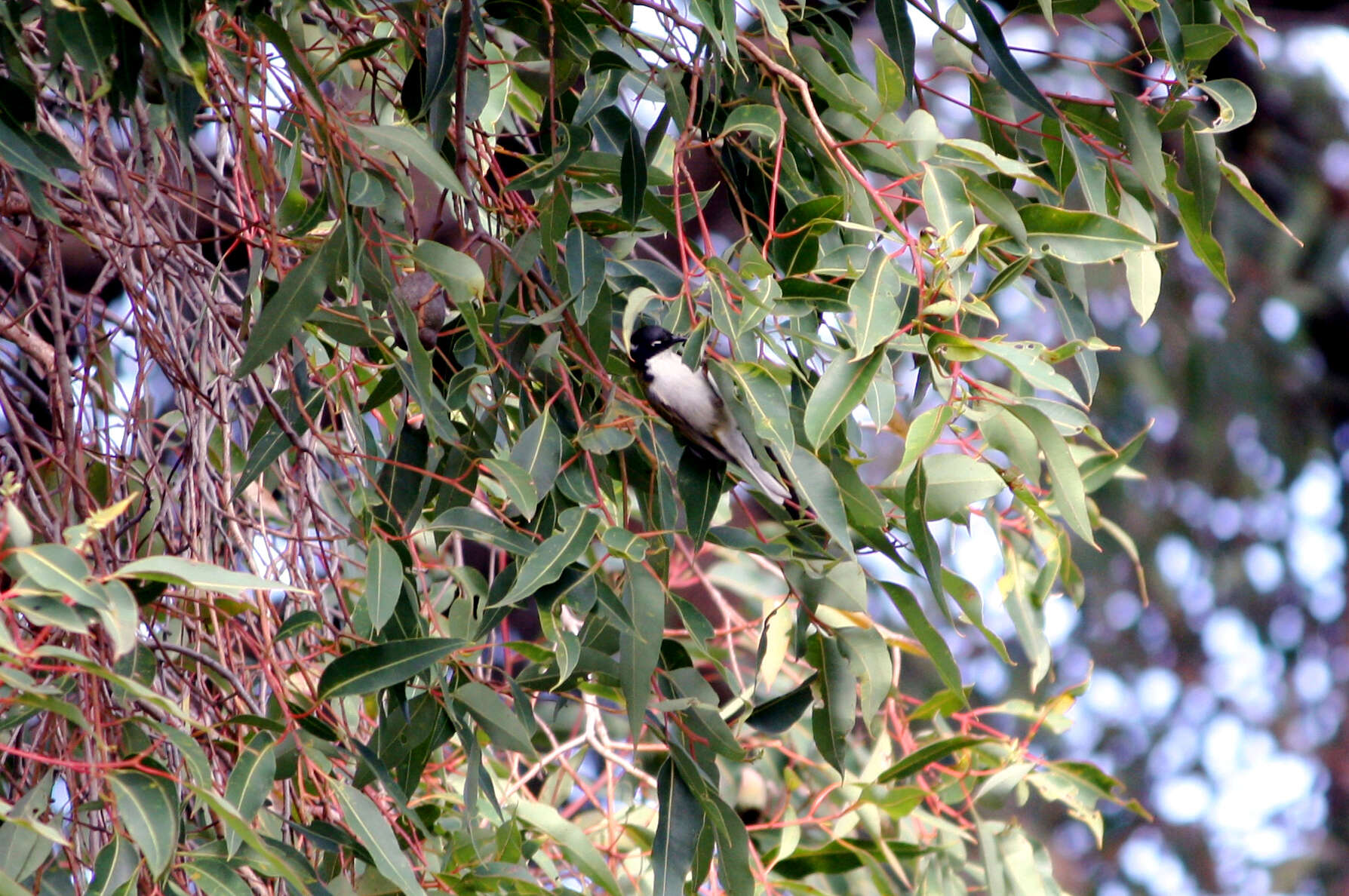 Image of Gilbert's Honeyeater