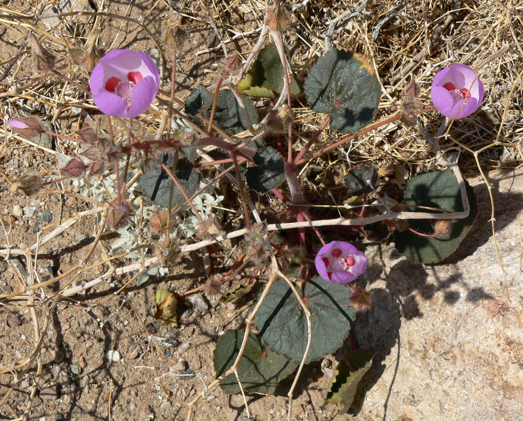 Imagem de Eremalche rotundifolia (A. Gray) Greene