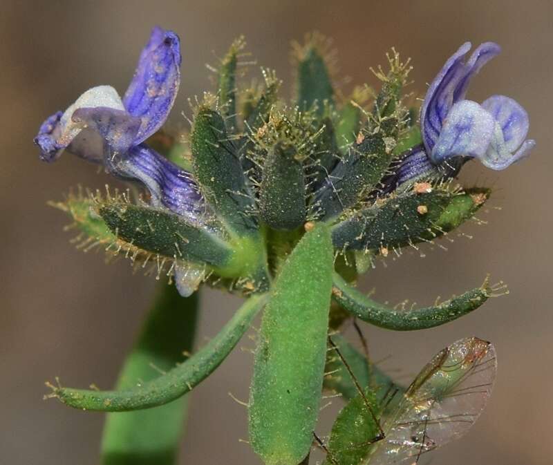 صورة Linaria micrantha (Cav.) Hoffmgg. & Link