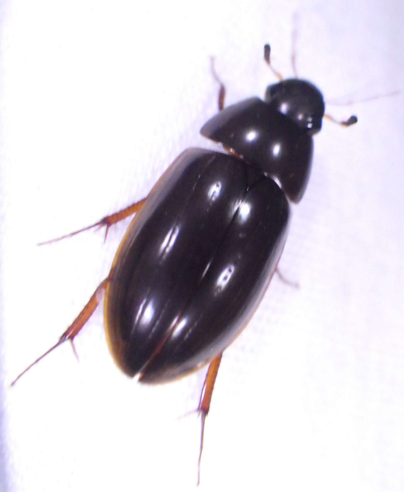 Image of Hydrobiomorpha casta (Say 1835)