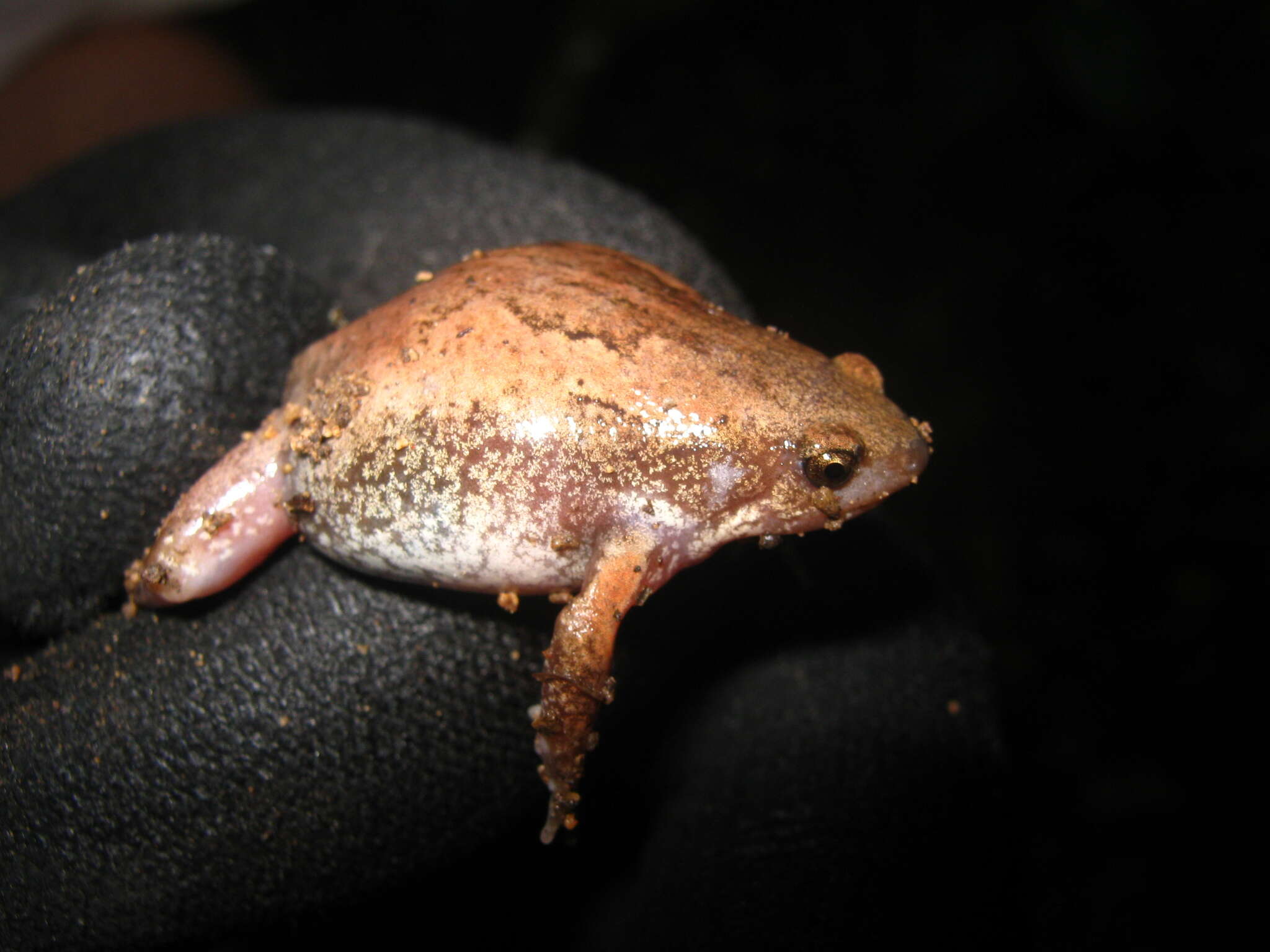 Image of Two-spaded Narrowmouth Toad