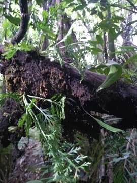 Image of Asplenium theciferum (Kunth) Mett.