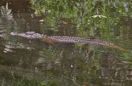 Image of Siamese Crocodile