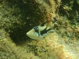 Image of Lagoon triggerfish